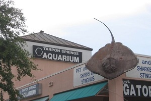Aquarium Tarpon Springs